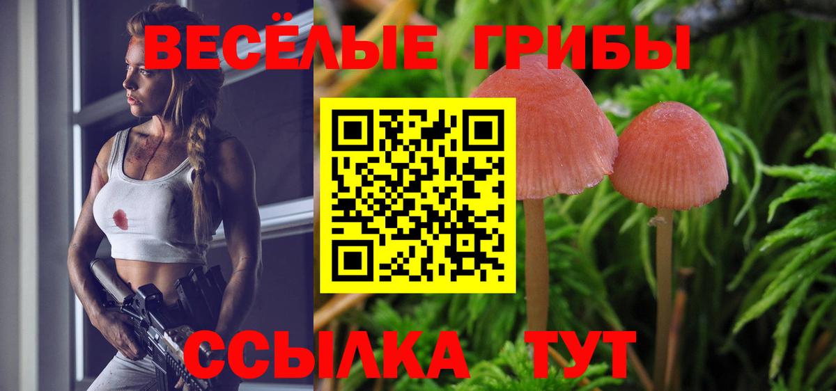 Псилоцибиновые грибы Psilocybine cubensis Озёрск
